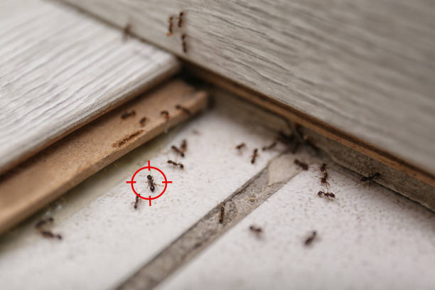 Best Termite Control Services  in Maltby, WA